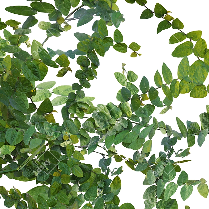 Ficus pumila in 3D 3D model image 2