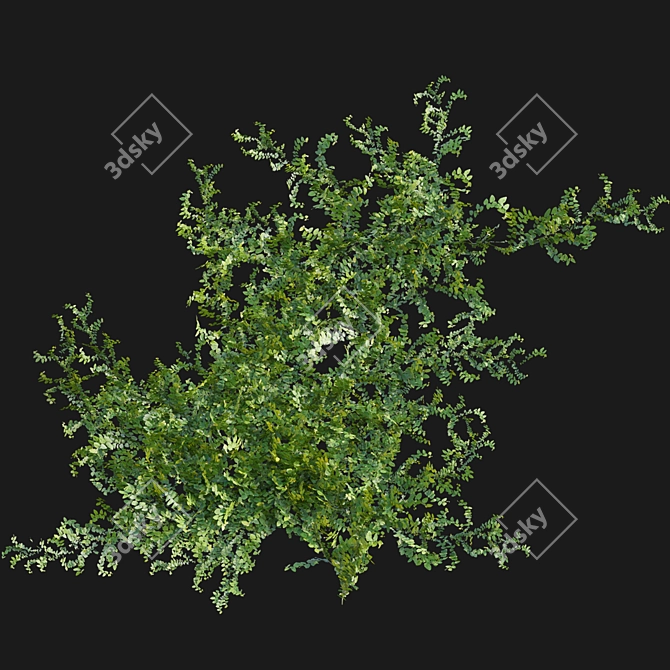 Ficus pumila in 3D 3D model image 6