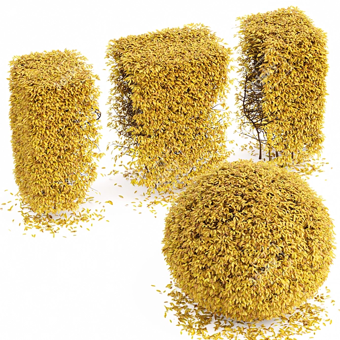 Bush-Dwarf Yaupon Holly Box, 4 Varieties, Realistic 3D Model 3D model image 3
