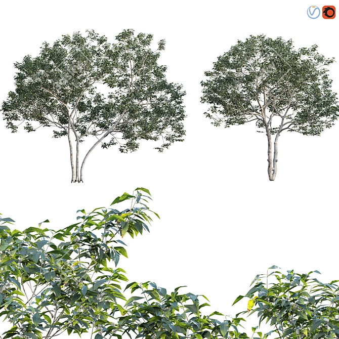 Vintage Fragrant Osmanthus 3D Models 3D model image 6