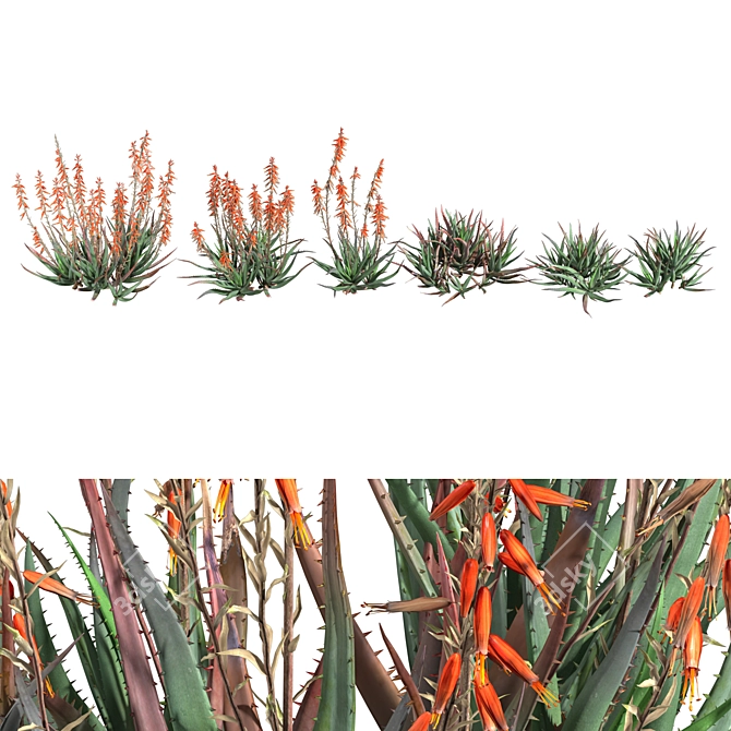 Blue Elf Aloes: Stunning 3D Model 3D model image 1