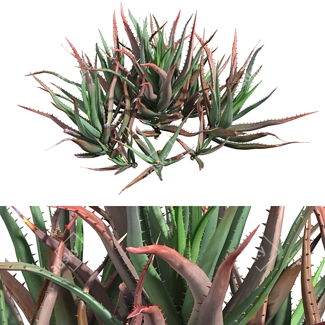 Blue Elf Aloes: Stunning 3D Model 3D model image 5
