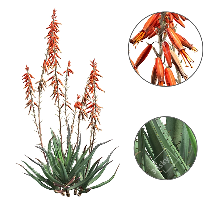 Blue Elf Aloes: Stunning 3D Model 3D model image 8