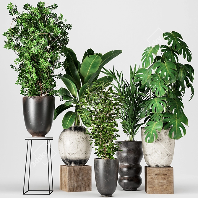 Five Plant Collection - Indoor/outdoor Ornamental Plants 3D model image 1