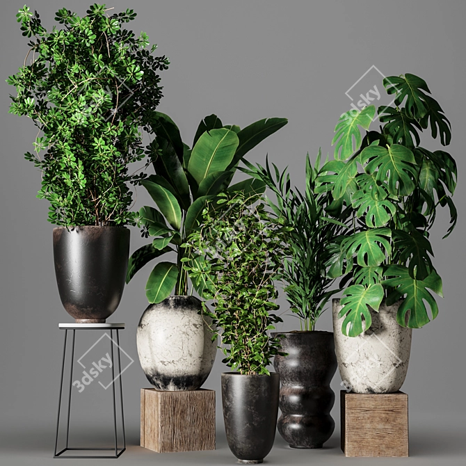 Five Plant Collection - Indoor/outdoor Ornamental Plants 3D model image 5