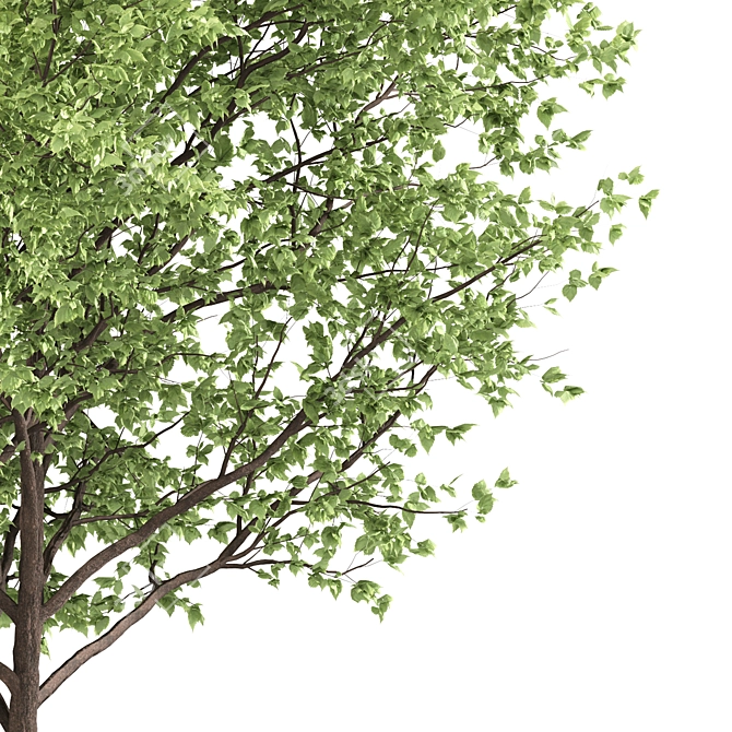 Ginkgo biloba - Ancient Beauty 3D model image 3