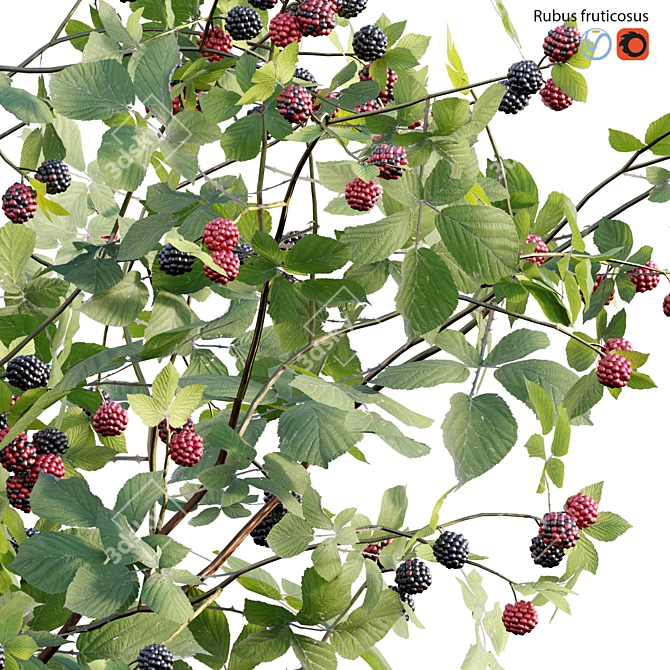 Rubus Fruticosus: Blackberry 3D Model 3D model image 2