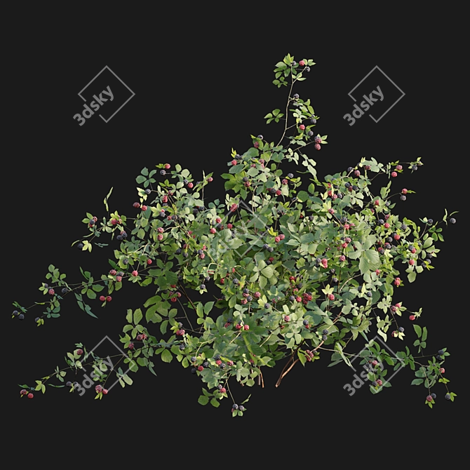 Rubus Fruticosus: Blackberry 3D Model 3D model image 4