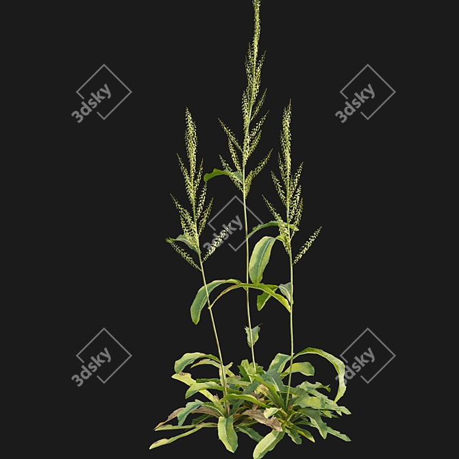 Curled Dock - 3D Plant Model 3D model image 5