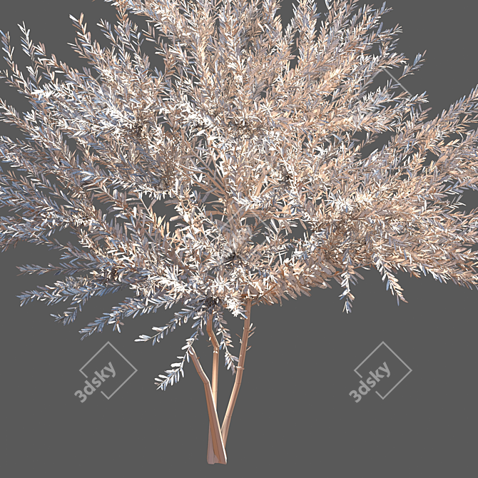 Everlasting Olive Tree 3D model image 3