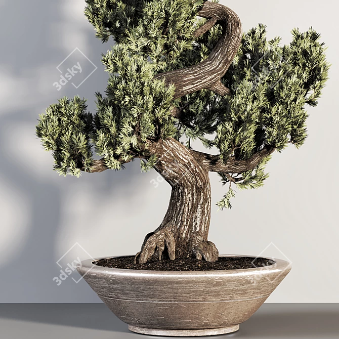 Realistic Bonsai Plant for Closeups 3D model image 4