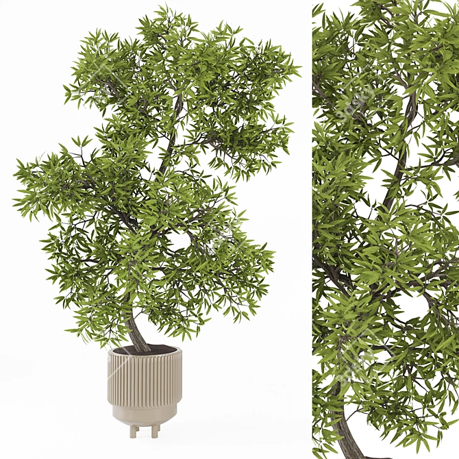 Tropical Houseplants in Stone Pots 3D model image 2