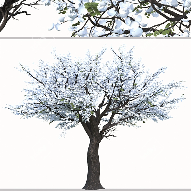 Chanticleer Trees: Elegant Pair for Your Landscape 3D model image 2