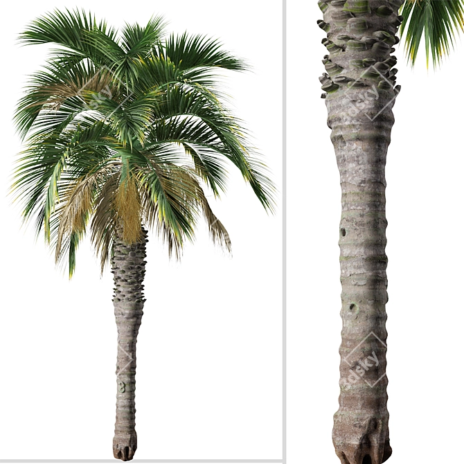 Pair of Spindle Palm Trees (Hyophorbe verschaffeltii) 3D model image 2