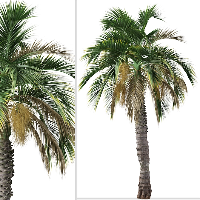 Pair of Spindle Palm Trees (Hyophorbe verschaffeltii) 3D model image 3