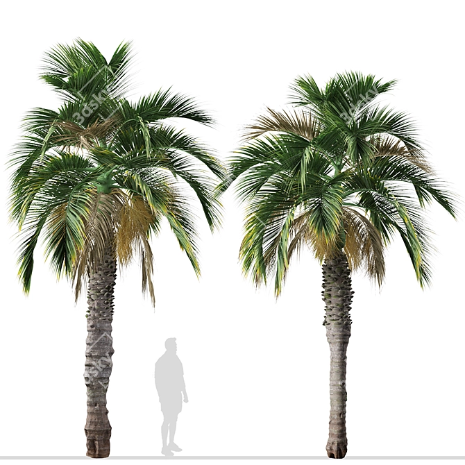 Pair of Spindle Palm Trees (Hyophorbe verschaffeltii) 3D model image 4