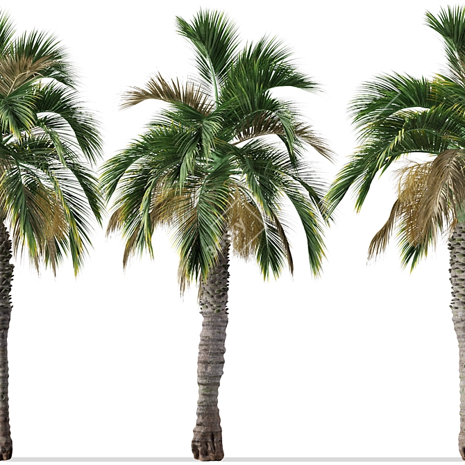 Pair of Spindle Palm Trees (Hyophorbe verschaffeltii) 3D model image 5