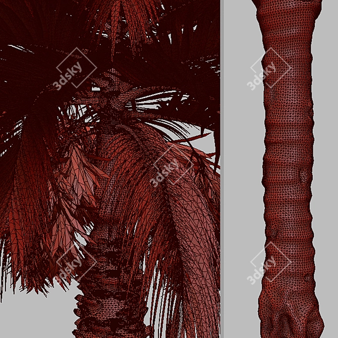 Pair of Spindle Palm Trees (Hyophorbe verschaffeltii) 3D model image 7