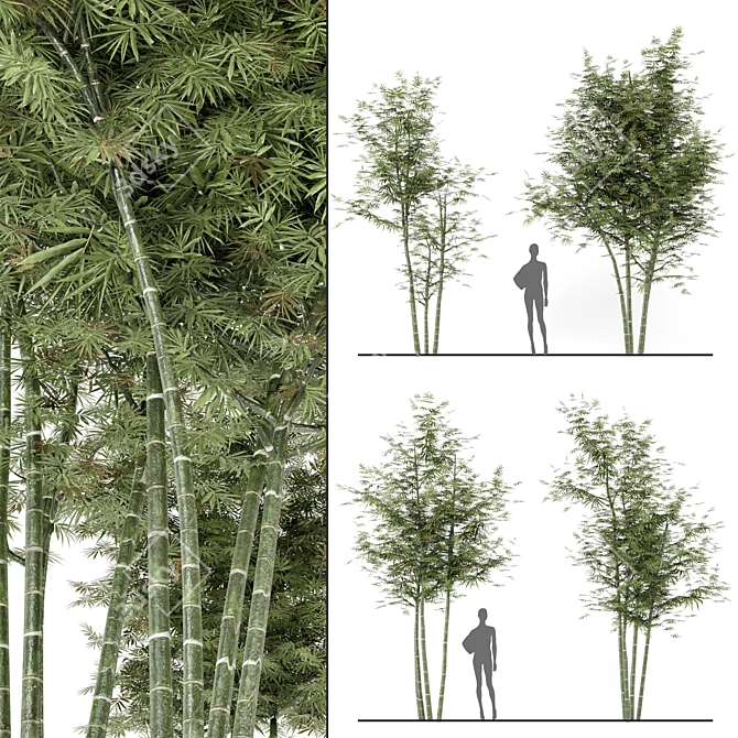 Rustic Charm: Set of Four Outdoor Bamboo Trees 3D model image 1