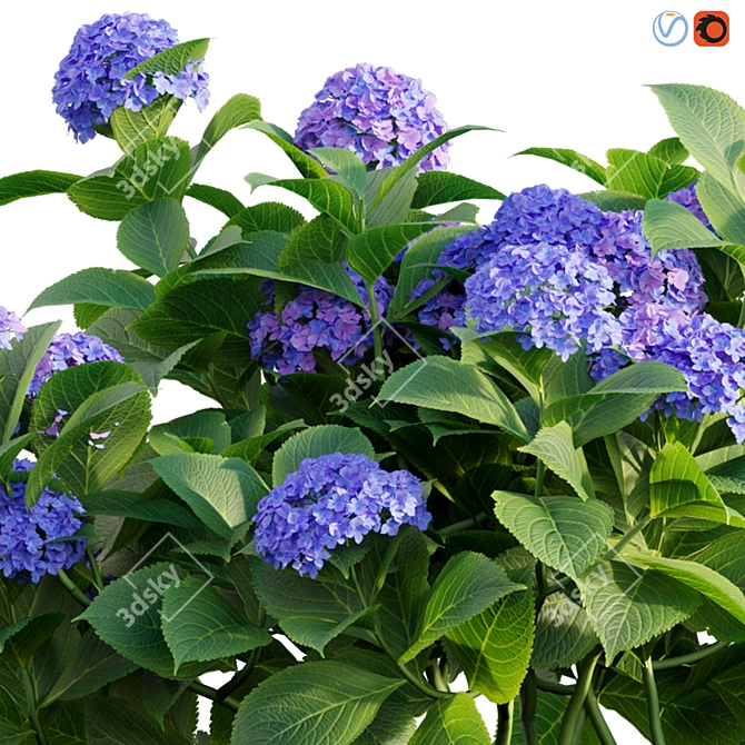 Elegant Hydrangea 3D Model 3D model image 3