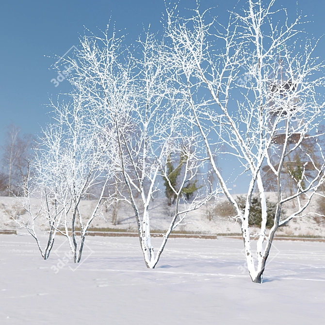 Autumn American Beech Tree - 3D Model 3D model image 2