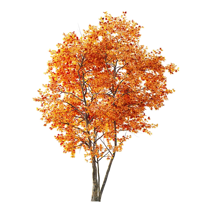 Japanese Maple Tree: Acer P. 3D model image 5