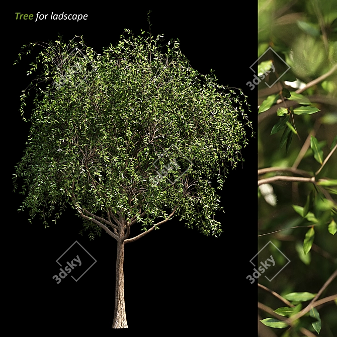 Evergreen Landscape Tree 3D model image 1