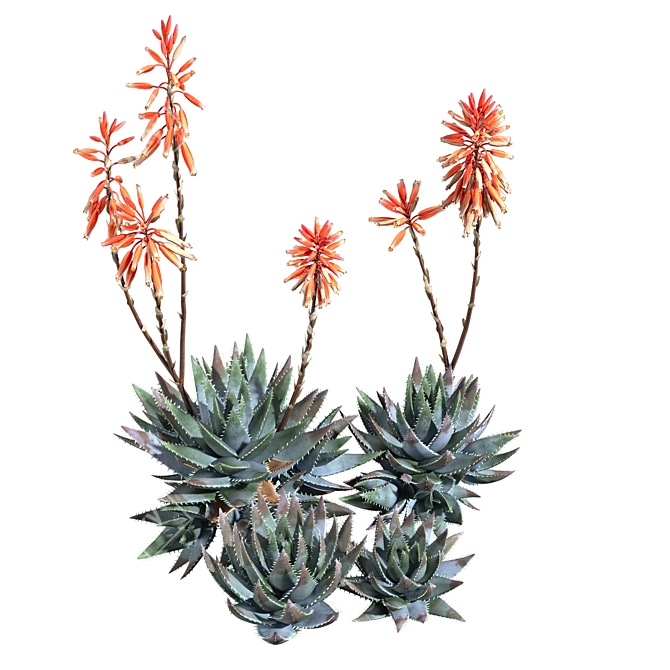 Compact Short Leaf Aloe 3D Model 3D model image 2