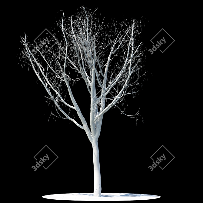 Snow-Covered Rowan Tree 3D model image 2
