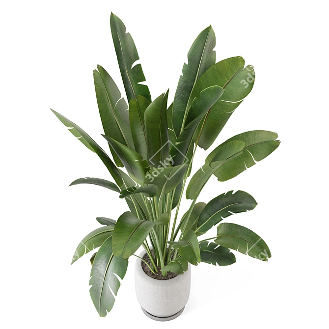 Rustic Indoor Plant Set - Concrete Pot 3D model image 3