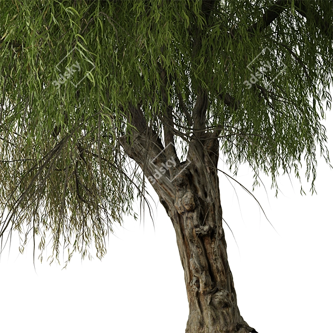 Peppermint Willow Tree Set (2 Trees) 3D model image 4