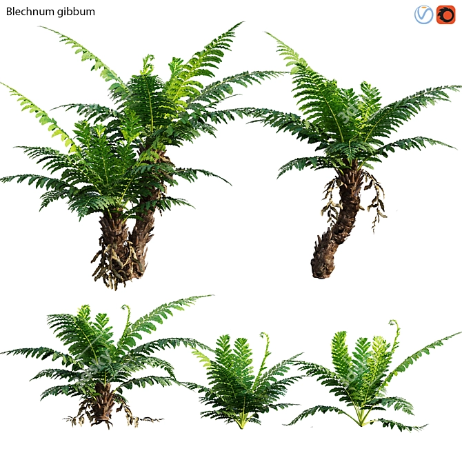 Silver Fern: Elegant Indoor Plant 3D model image 1