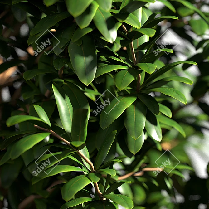 Large Arboricola Bush | 800x800x1400mm 3D model image 2