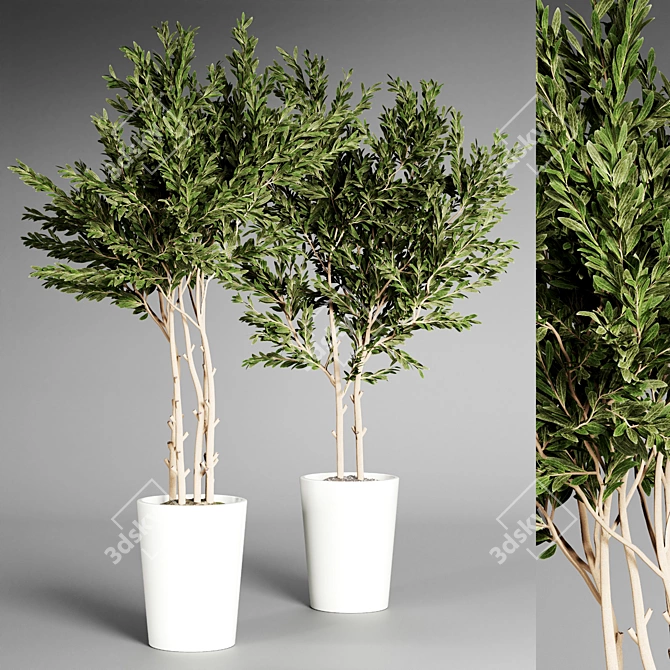  Indoor Plant Collection - 32 Varieties 3D model image 5