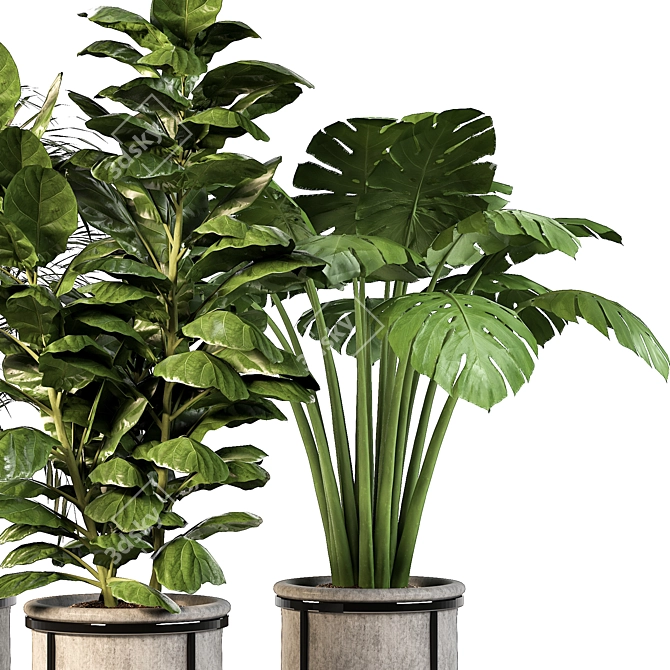 Lush Indoor Plant Trio 3D model image 3