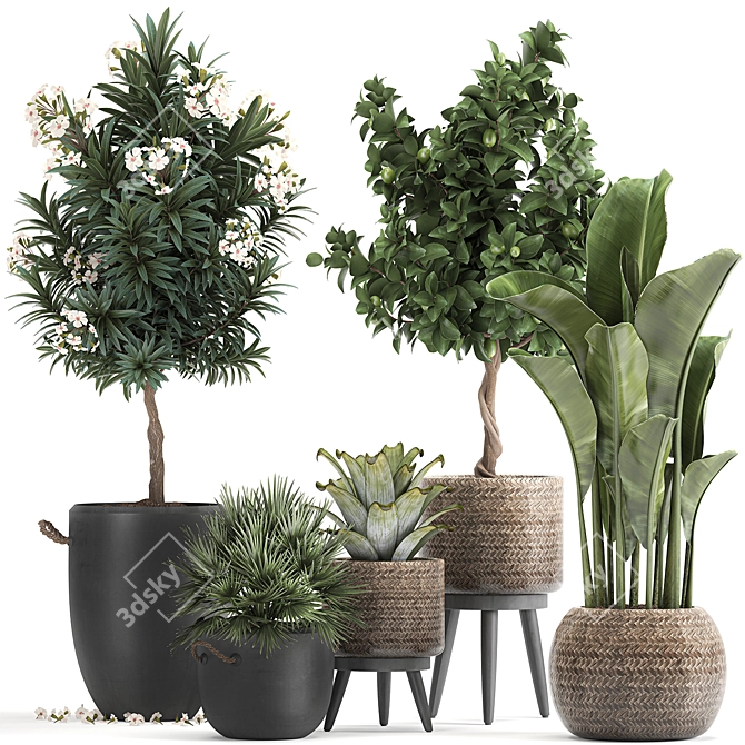 Tropical Loft Plant Collection 3D model image 1