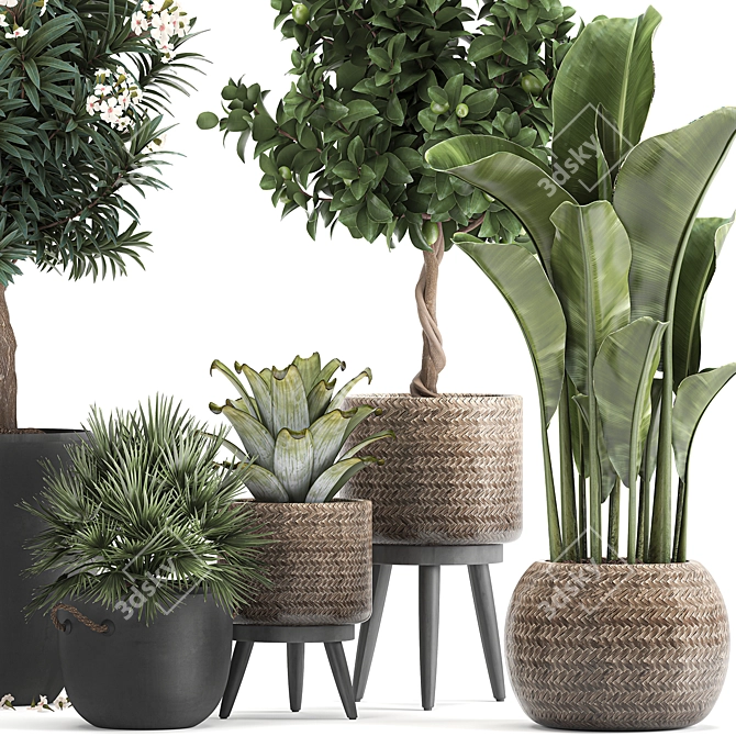 Tropical Loft Plant Collection 3D model image 2