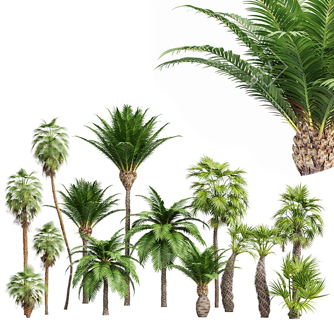 Tropical Palm Tree Collection: 14 Exquisite Varieties 3D model image 1