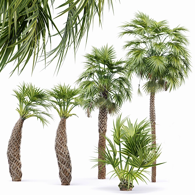 Tropical Palm Tree Collection: 14 Exquisite Varieties 3D model image 2