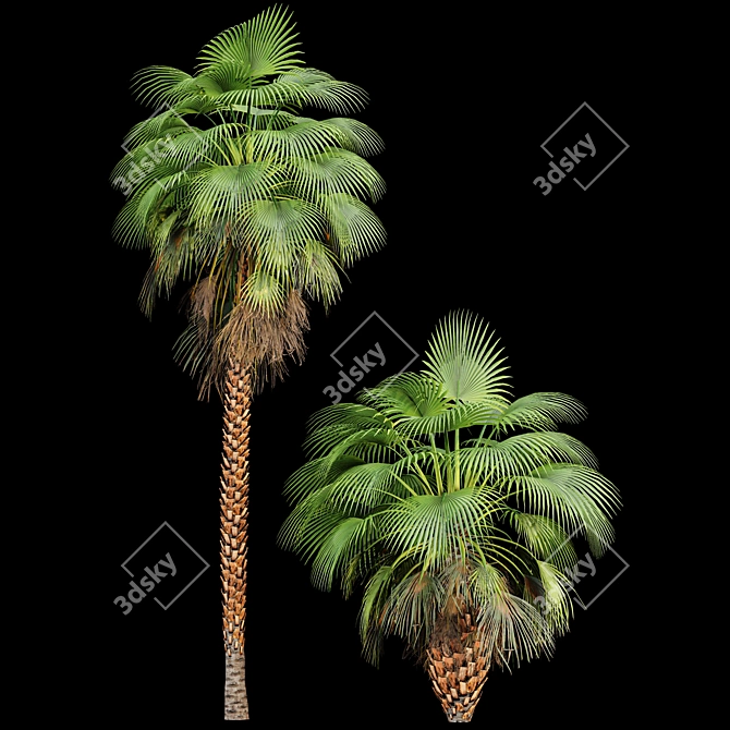 Tropical Palm Tree Collection: 14 Exquisite Varieties 3D model image 4