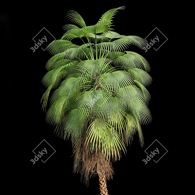 Tropical Palm Tree Collection: 14 Exquisite Varieties 3D model image 5