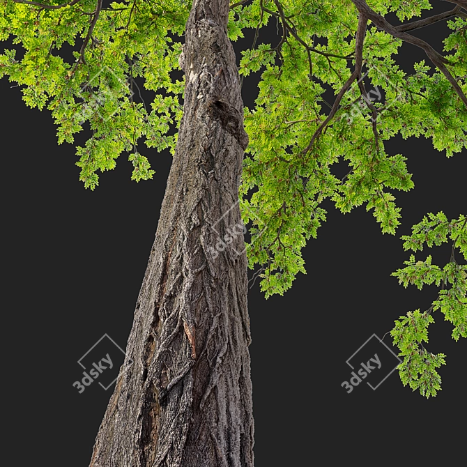 Black Locust Tree: Tall & Sturdy 3D model image 4