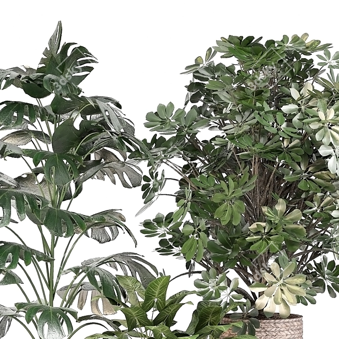 Green Haven Indoor Plant Set 3D model image 7