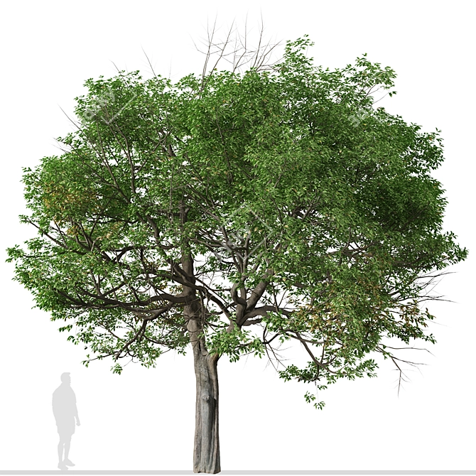 Evergreen Quercus Suber Tree 3D model image 4