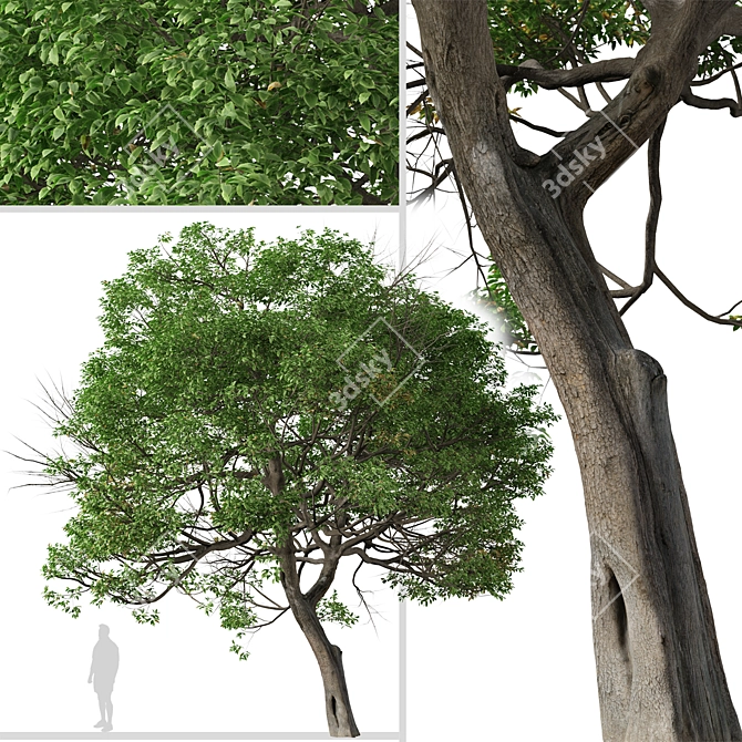 Evergreen Quercus Suber Tree 3D model image 5