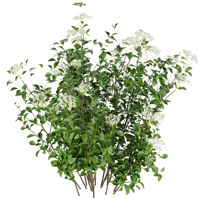 Hydrangea Leaf Bush: Collection Vol 308 3D model image 2
