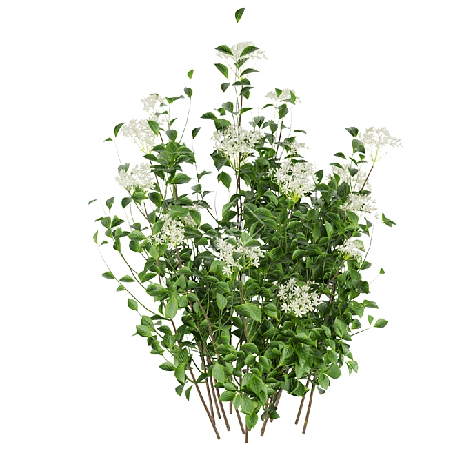 Hydrangea Leaf Bush: Collection Vol 308 3D model image 4