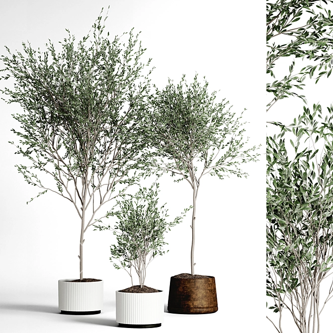 Indoor Plant Collection 3D model image 1