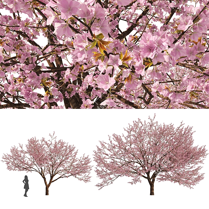 Spring Cerasus Tree: Pink Blossom Beauty 3D model image 1