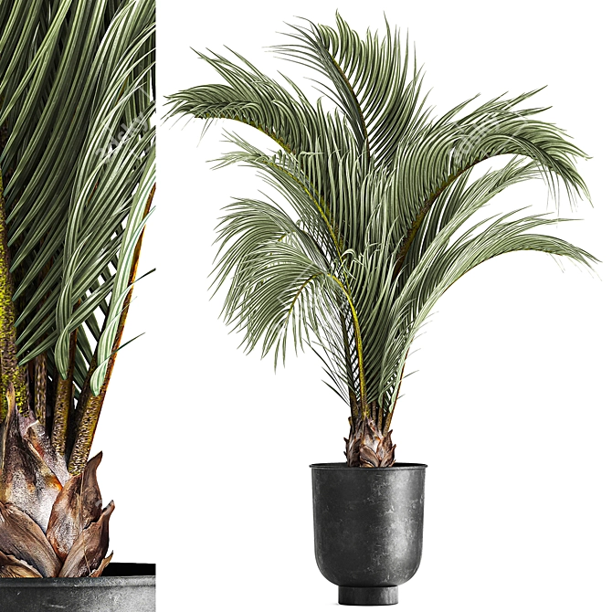 Areca Palm: Decorative Indoor Exotic 3D model image 1